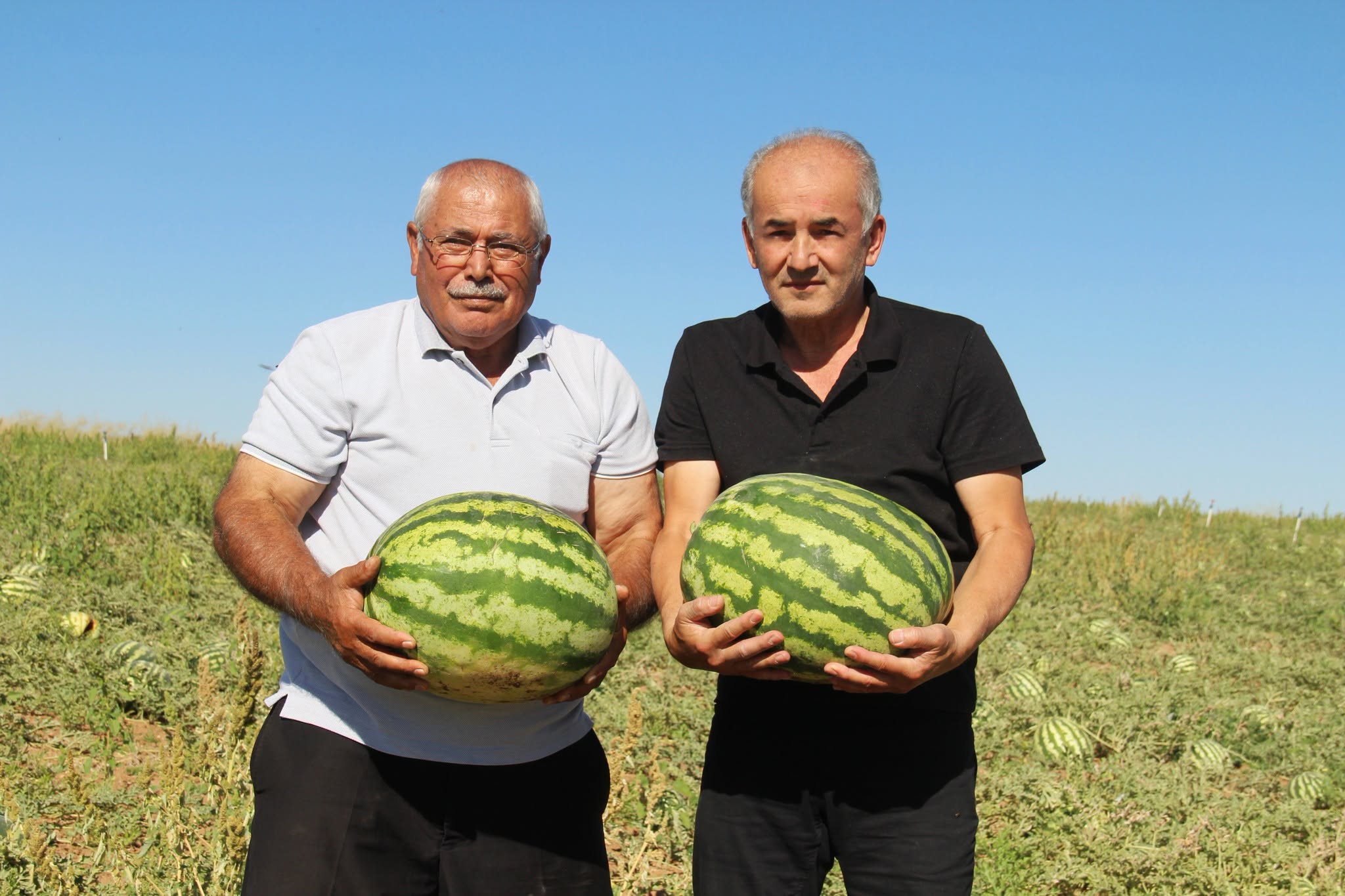 Bozkırın Ortasında Karpuz Hasadı