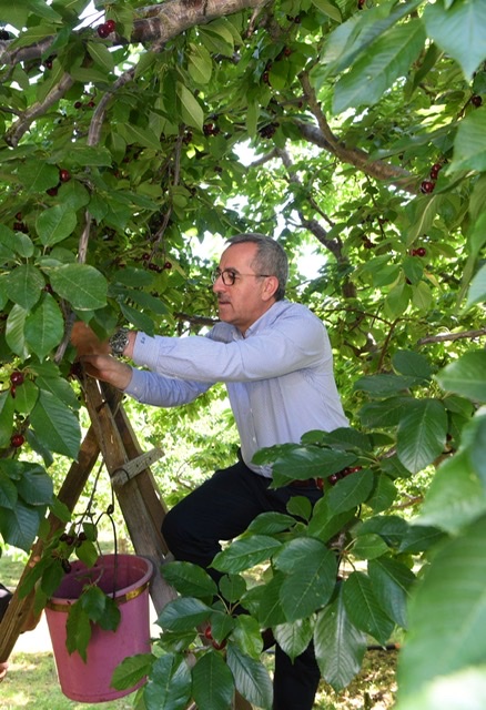 Güngör; “Çiğşar Kirazı’nın Marka Değerini Artıracağız”