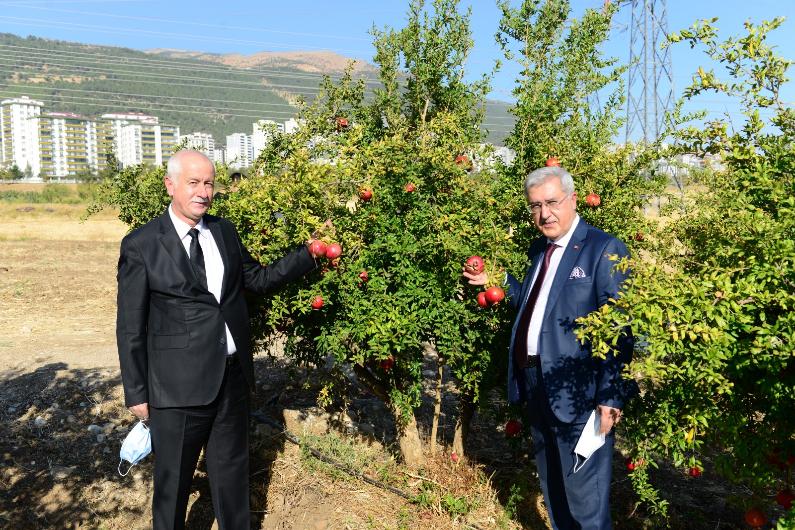 KSÜ’de Uygulamalı Nar Hasadı