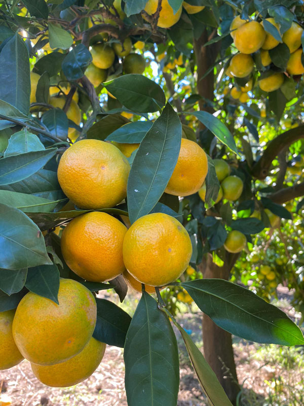 Andırın da Mandalina Eğitimi