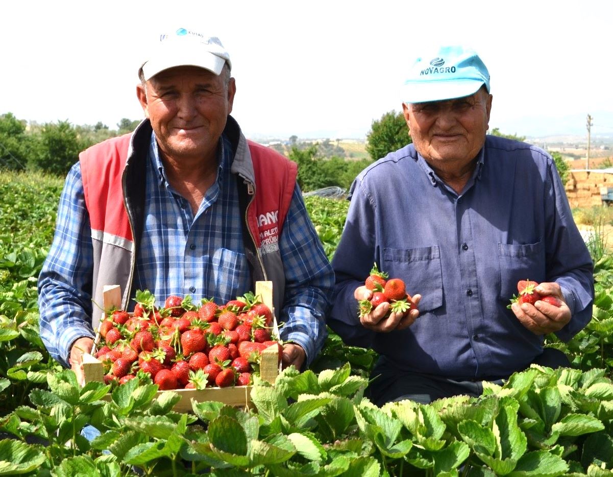 Köprübaşı’nın Çilekleri Pazarda Yükselen Bir Değer