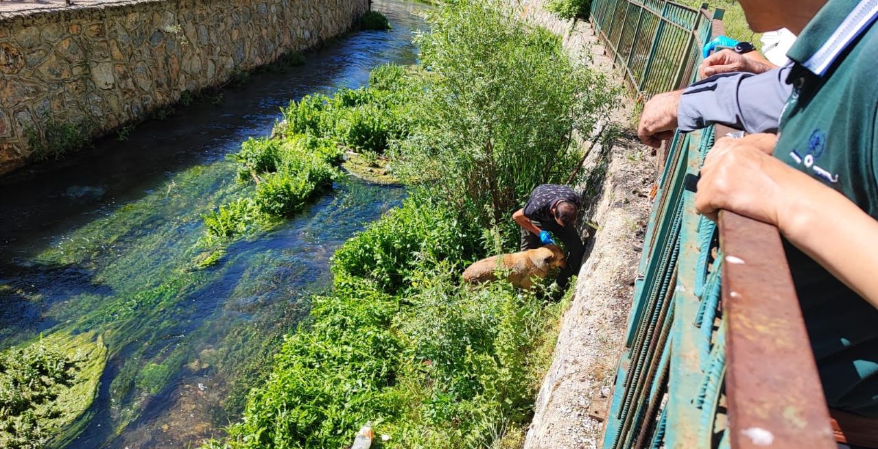 Nefes Kesen Köpek Kurtarma Operasyonu