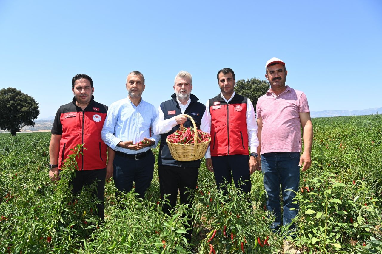 Maraş Biberi Hasadına Başlandı