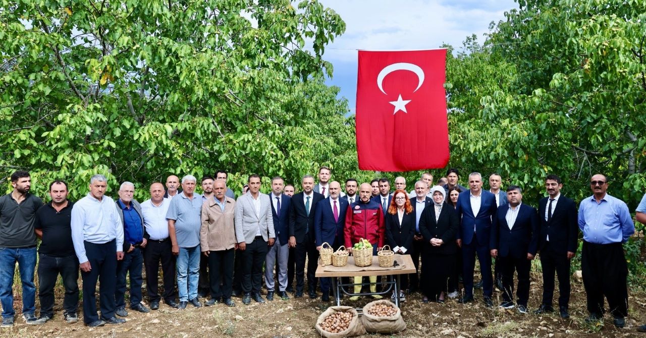 AB tescilli cevizlerin hasat şenliği