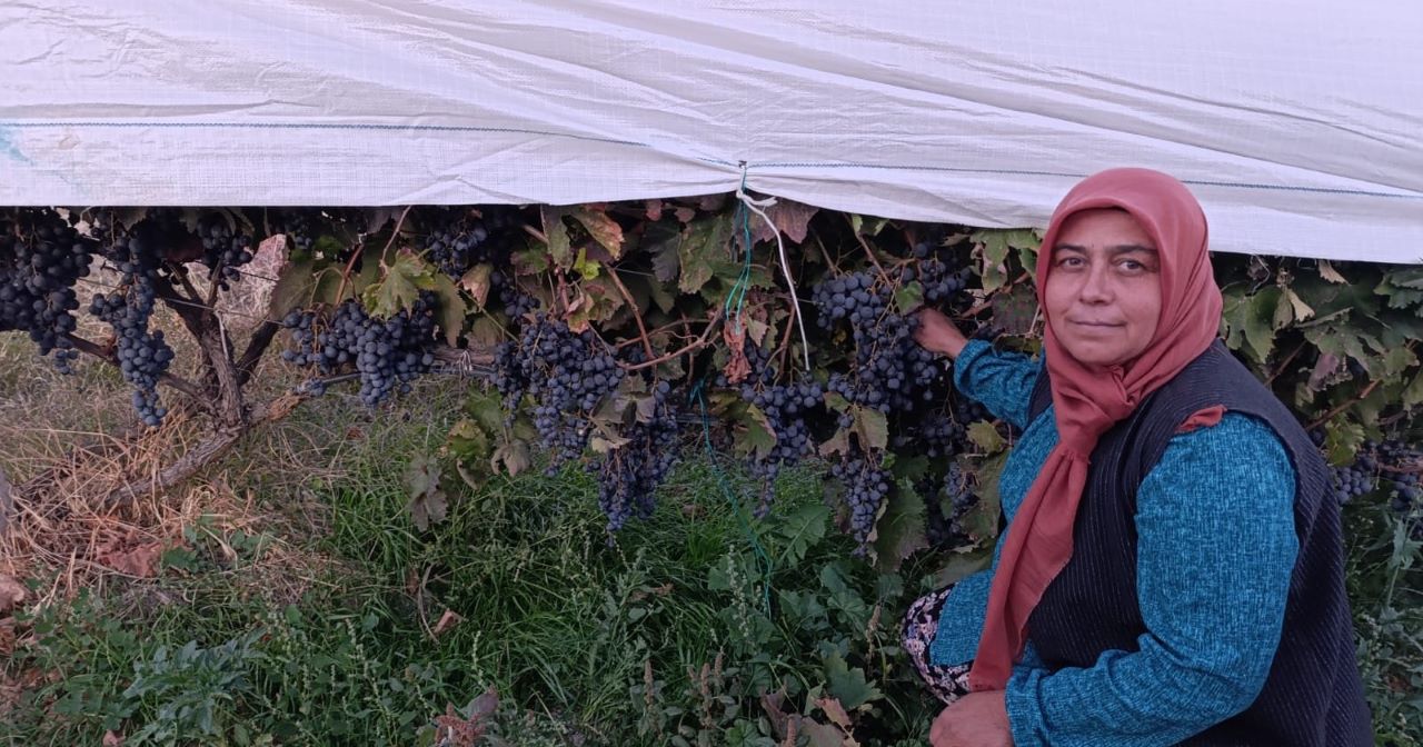 Manisa Gördes’de Yayla Bağını Örttü Kazancını Katladı