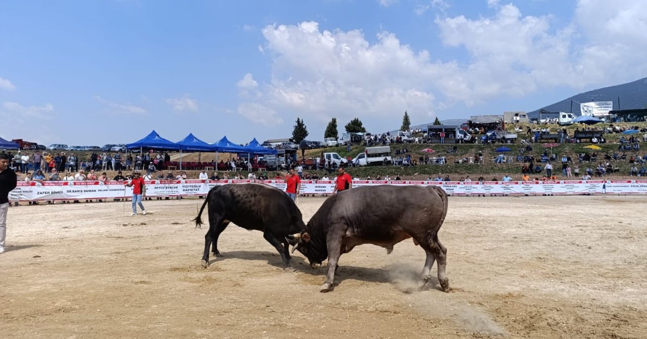 İzmir Kemalpaşa’da Kıran Kırana Boğa Güreşi