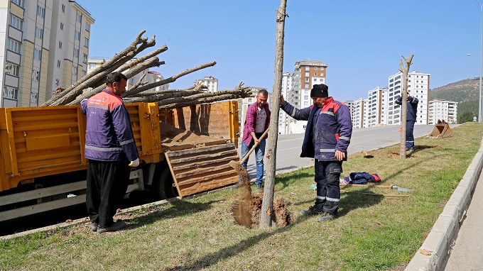 CADDE VE BULVARLAR BİTKİLERLE DONATILIYOR