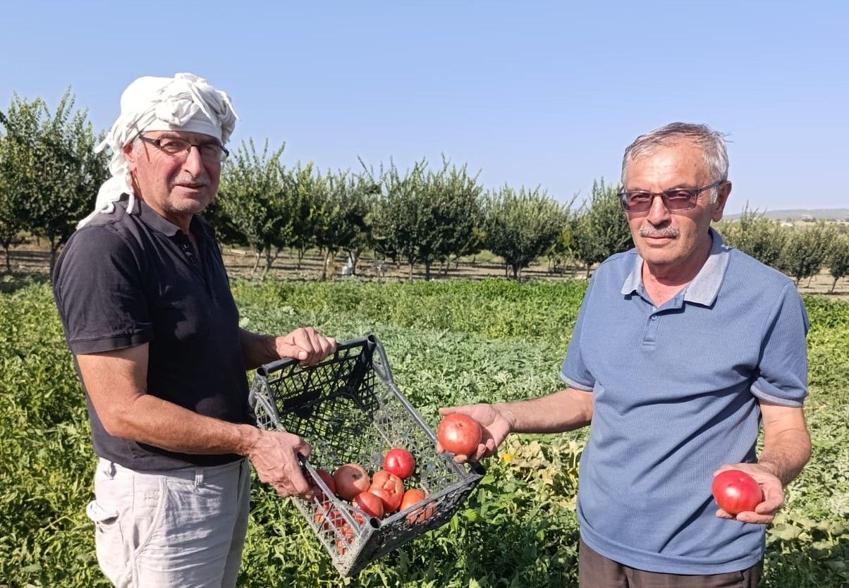 Emekli Öğretmenin Ata Tohumuyla Ürettiği Domatesler Kapışılıyor