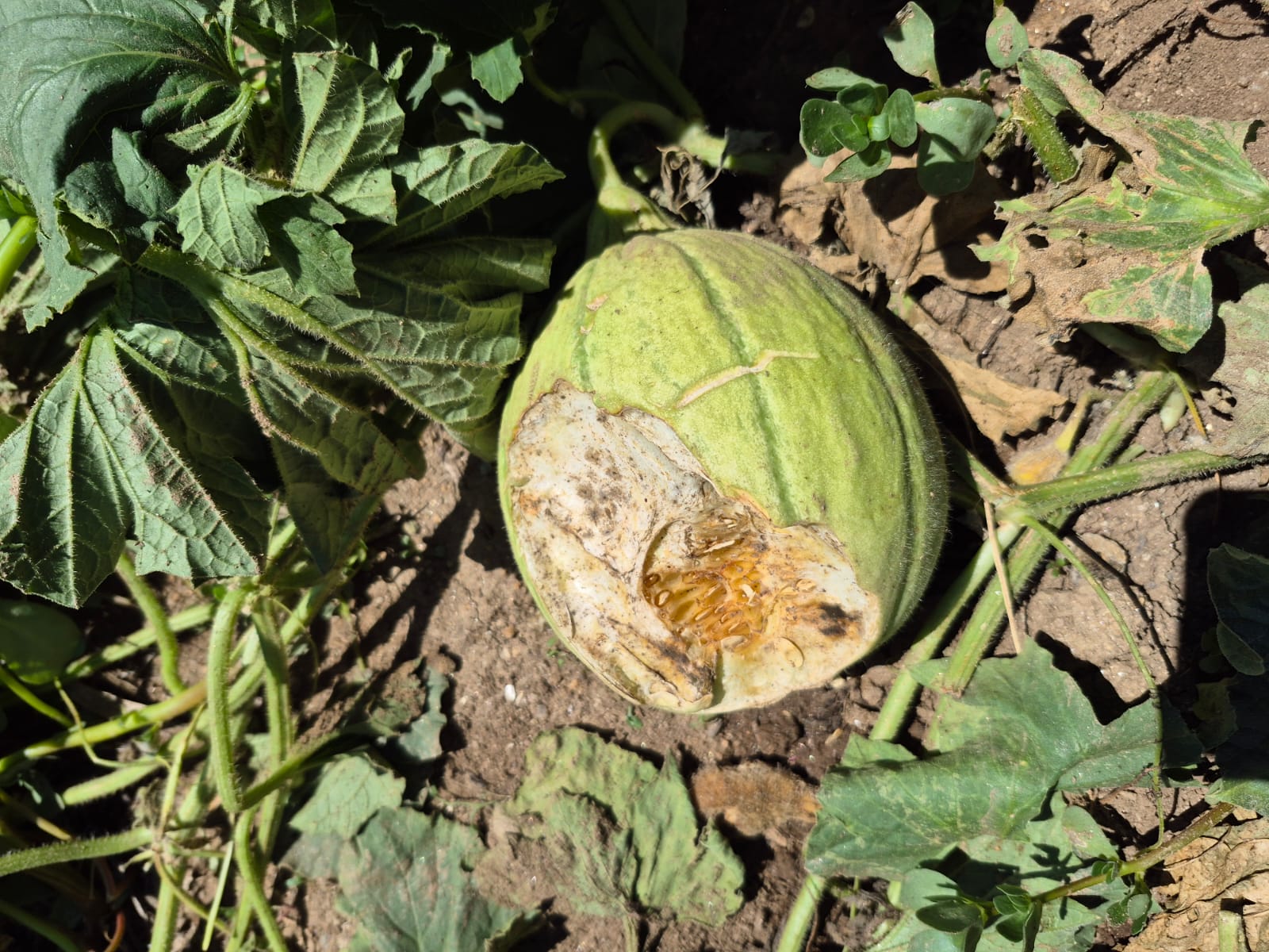 Manisa Demirci’de Ayı Ekili Dikili Alanlara Zarar Verdi