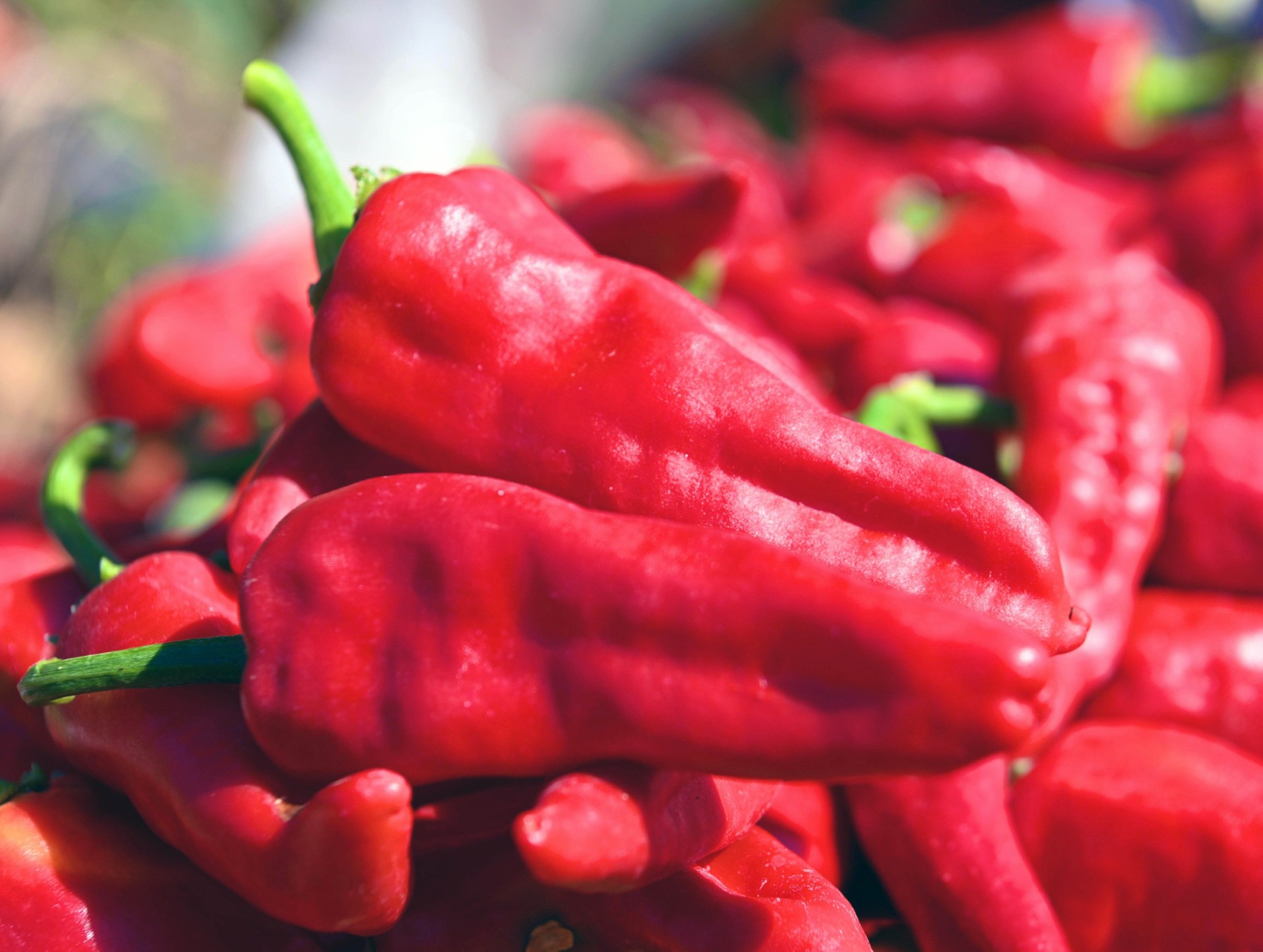 Maraş Biber Hasadı Başladı