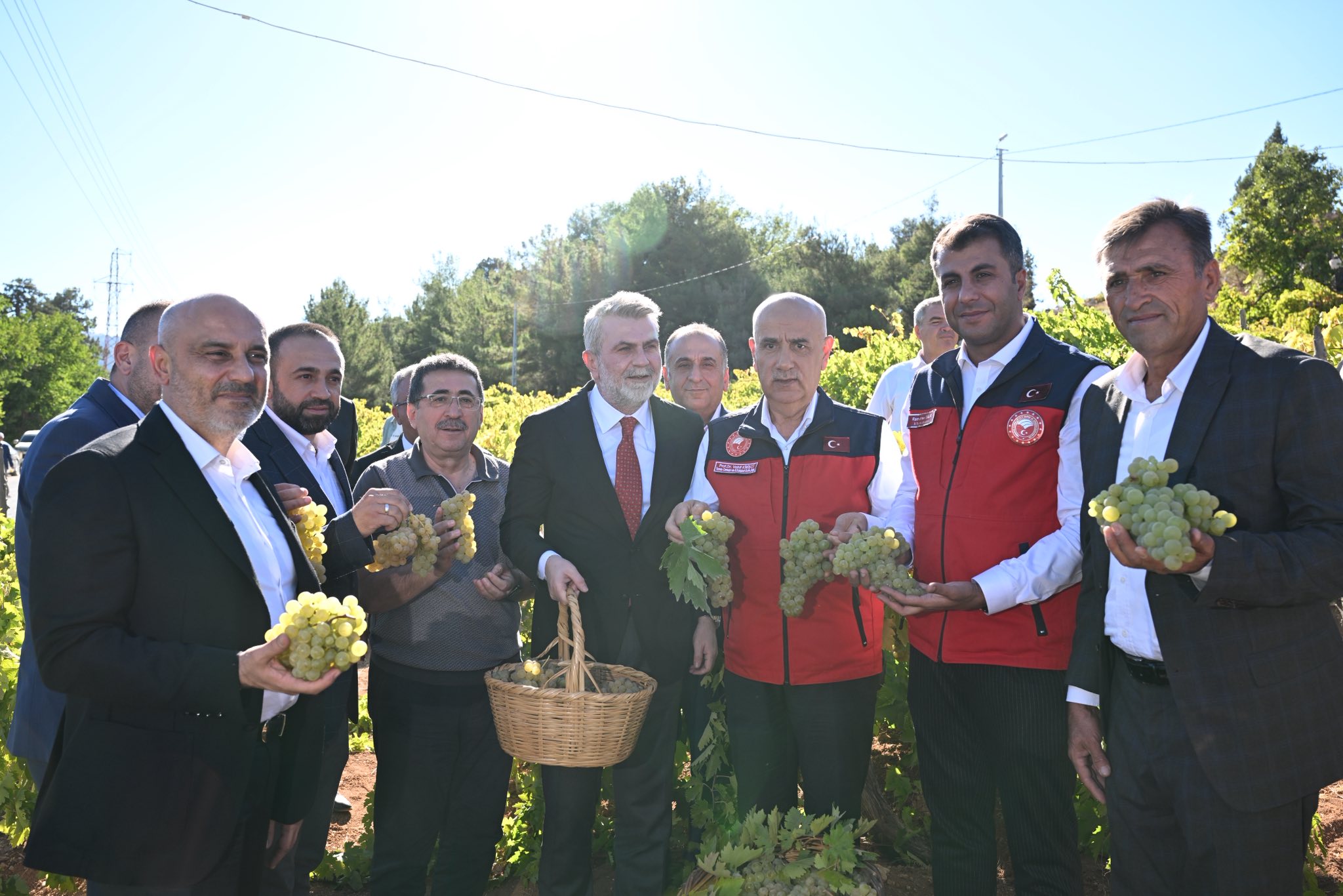 Kahramanmaraş’ta Bertiz Kabarcık Üzümü Hasadı Başladı