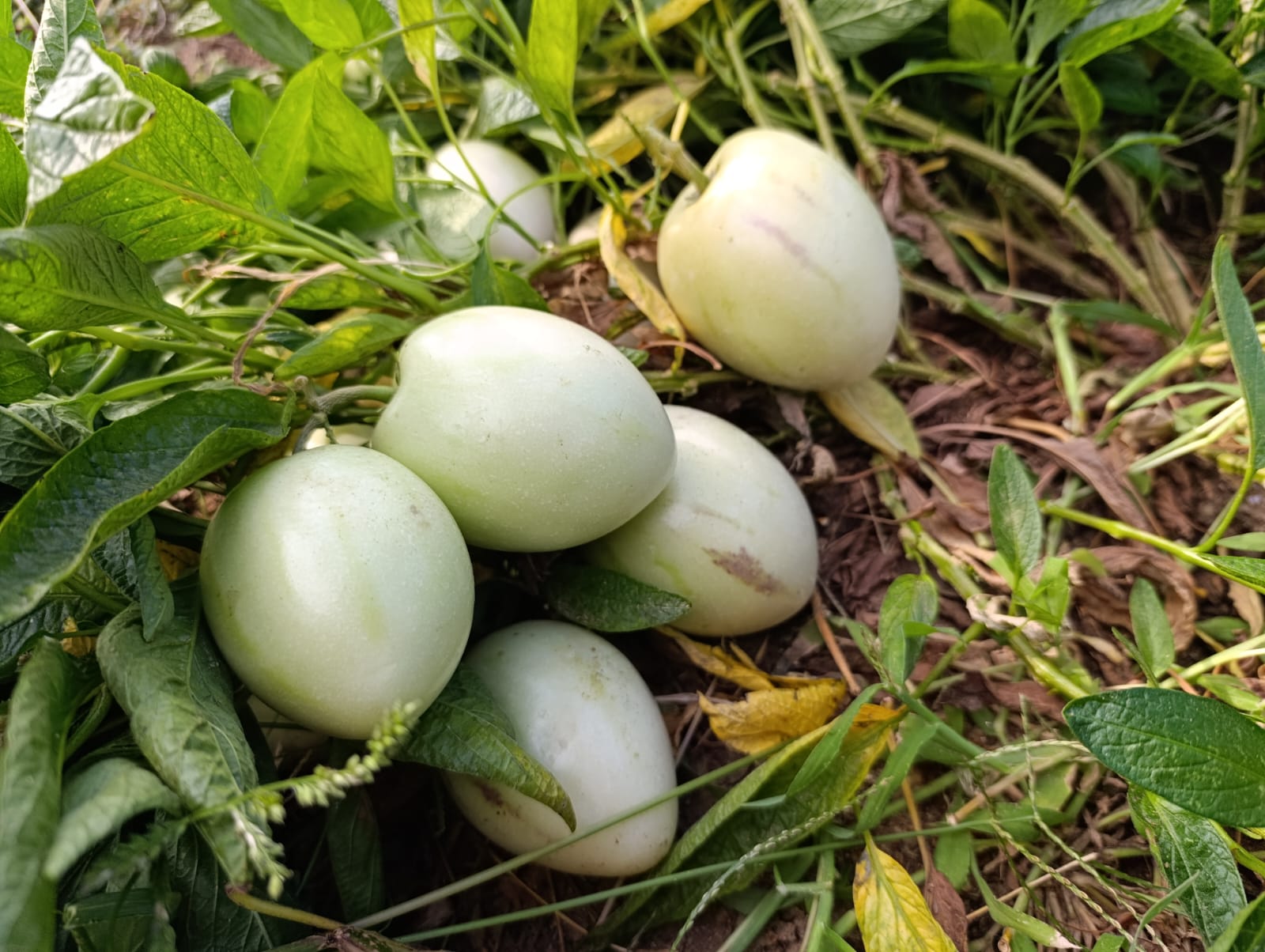 Halise Teyze Manisa Demirci’de İlk Kez Pepino Yetiştirdi