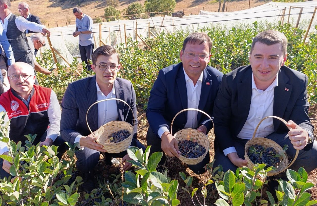 Aronya Hasat Şenliği