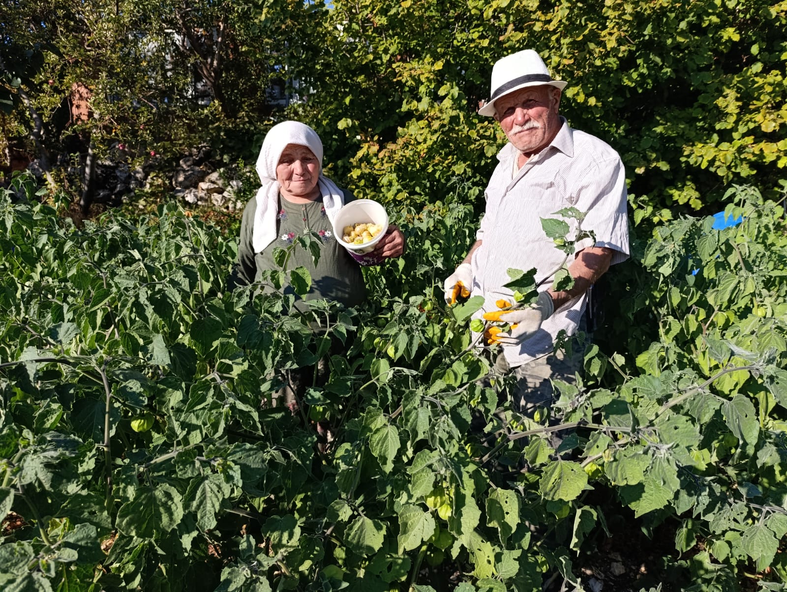 Manisa Demirci’de Altın Çilek Bereketi
