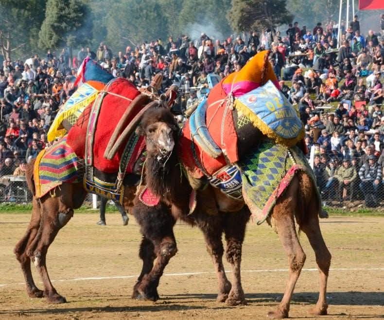 5. Kemalpaşa Damlacık Deve Güreşleri Festivali İptal Edildi