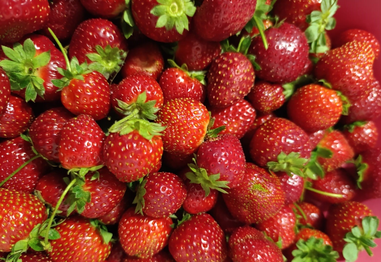 Köprübaşı’nda Kasım Ayında Çilek Bereketi