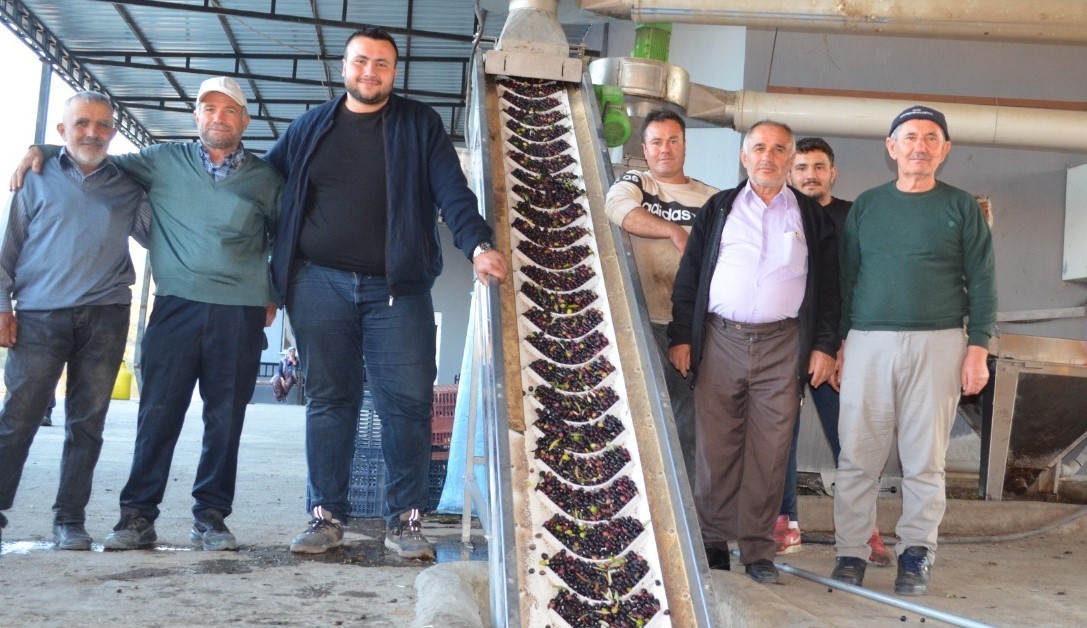 Demirci’de Unutmaz Zeytinyağı Fabrikasında Tatlı Telaş Başladı