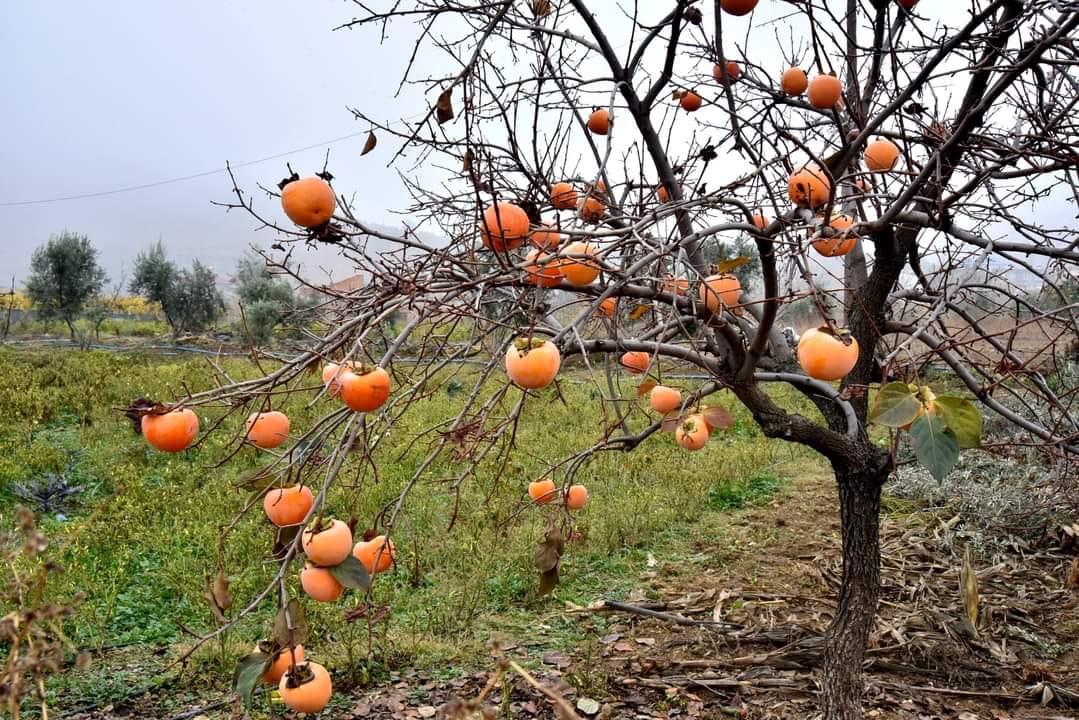 Kahramanmaraş’ta Hurma Hasadı Başladı