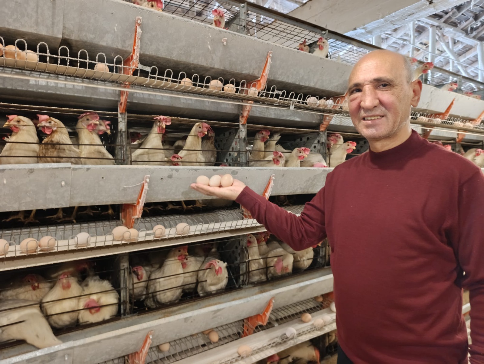 Simav’ın Kuşu Beldesinde 16 Bin Tavukla Yumurta Üretimi Başladı