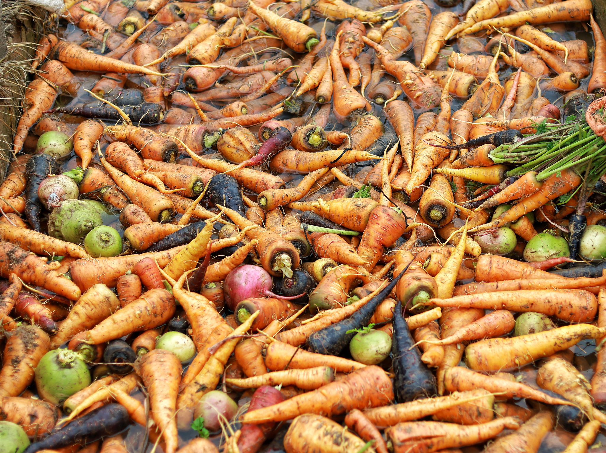 Ata Tohumu Maraş Havucu Kayıt Altına Alınıyor