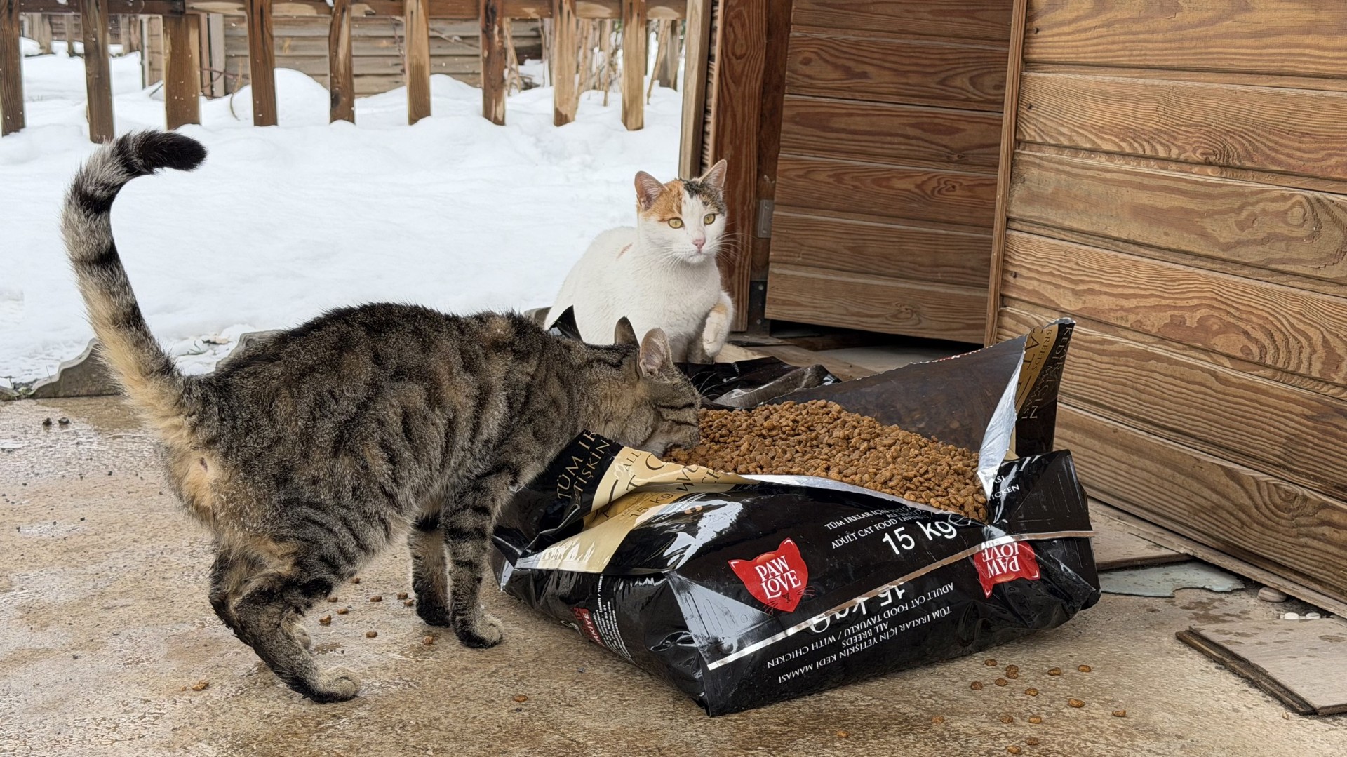 Kar'da Kediler Unutulmadı !