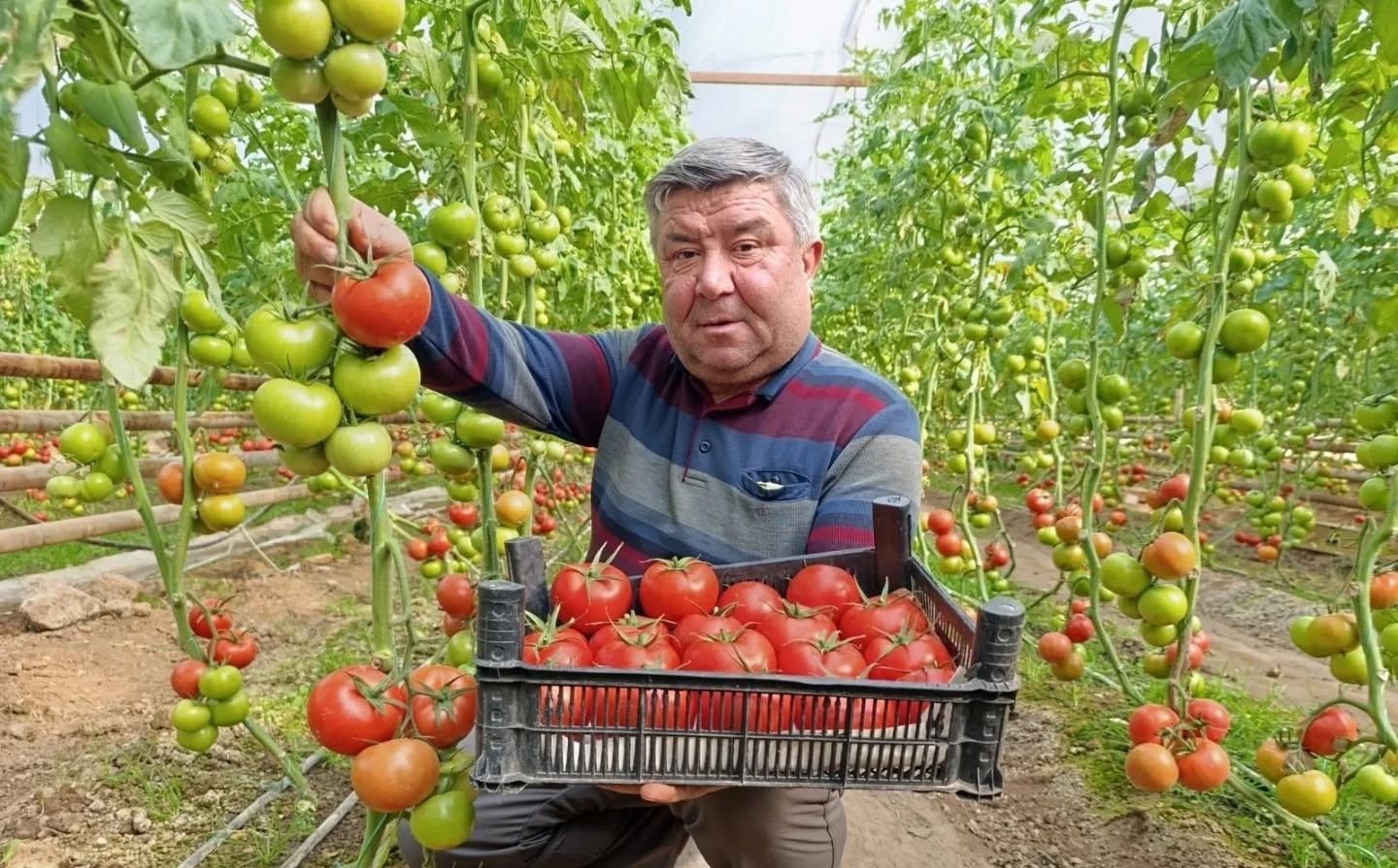 Simav Eynal Domatesi Pazarların Gözdesi Oldu