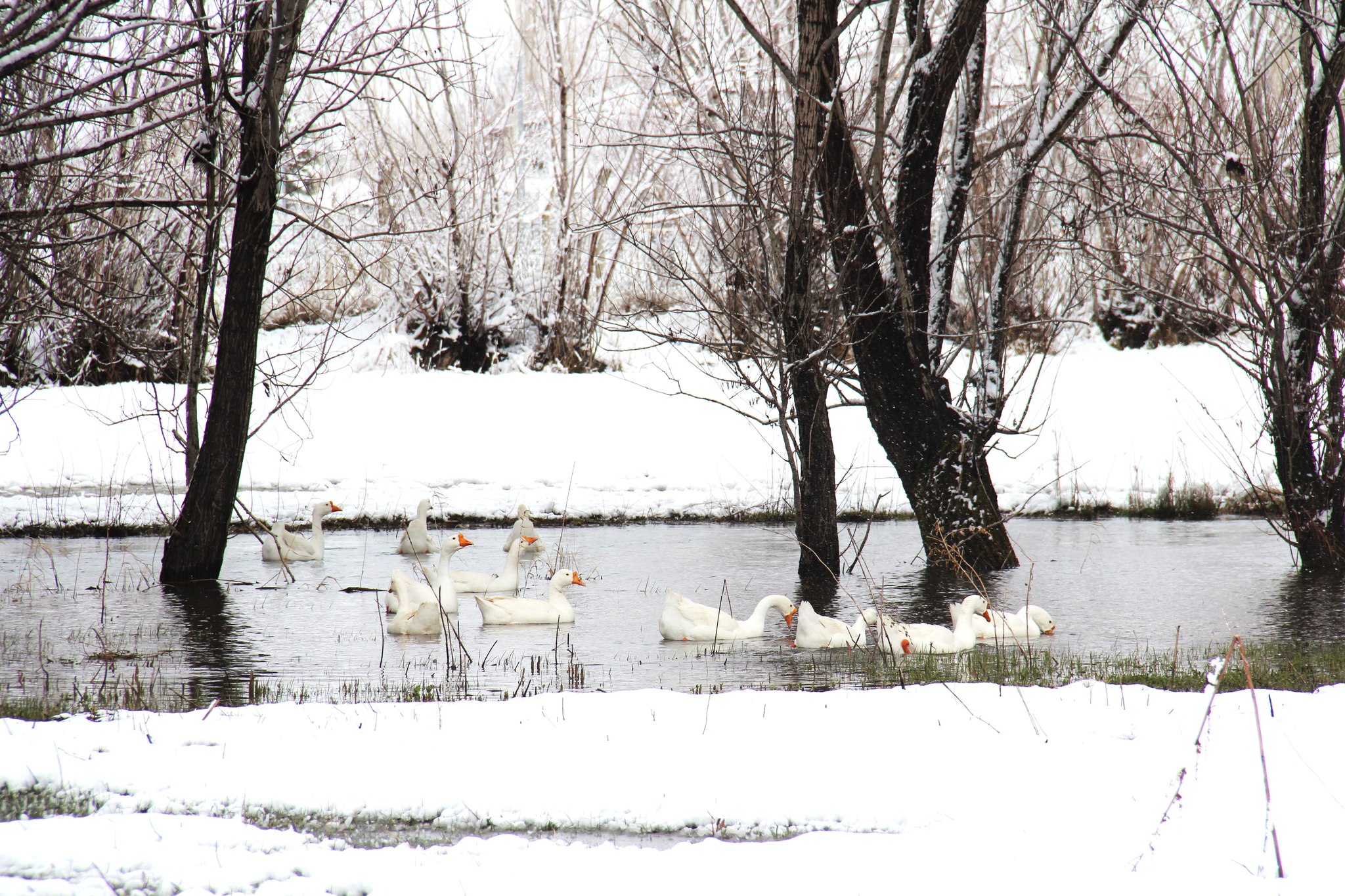 Kar Bereketi Dereleri Taşırdı!