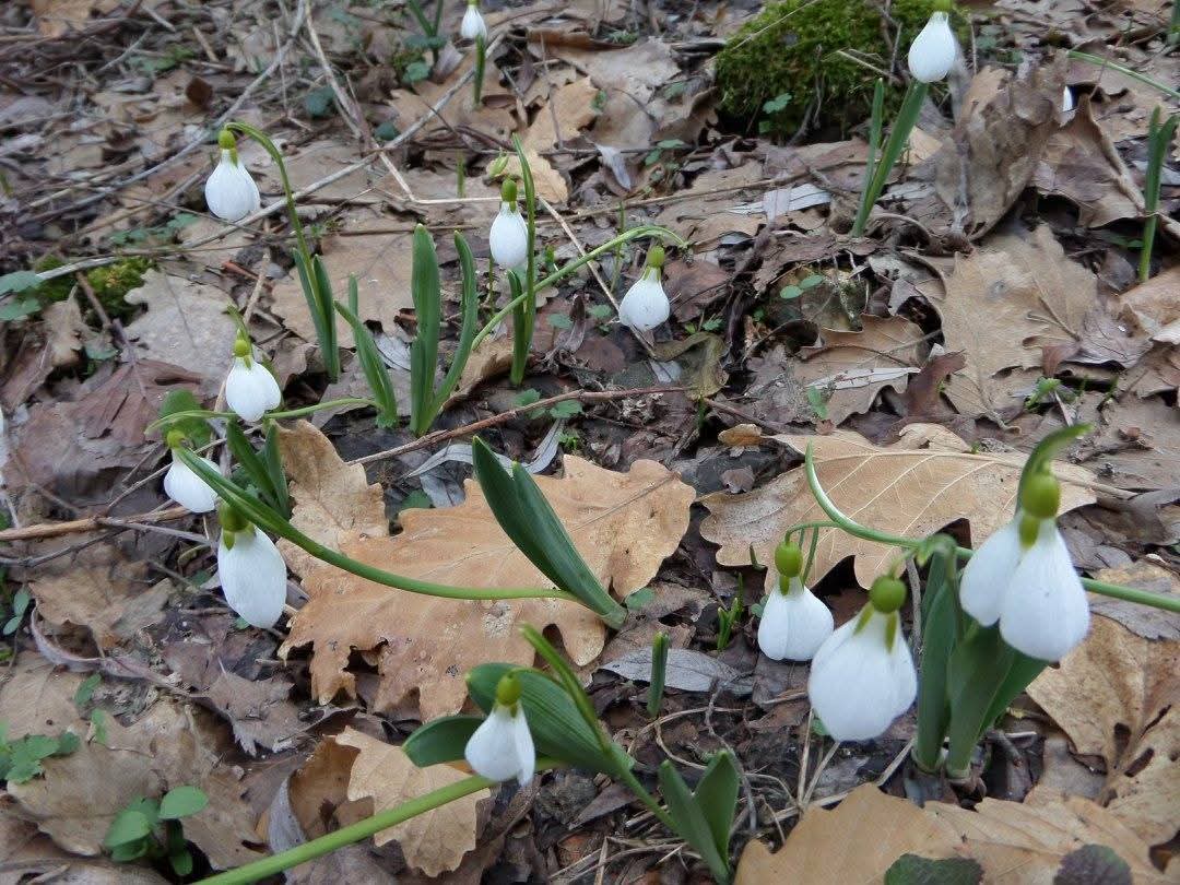 Demirci  Dağlarındaki  Kardelenleri  Koparmanın  Cezası  699 Bin Tl