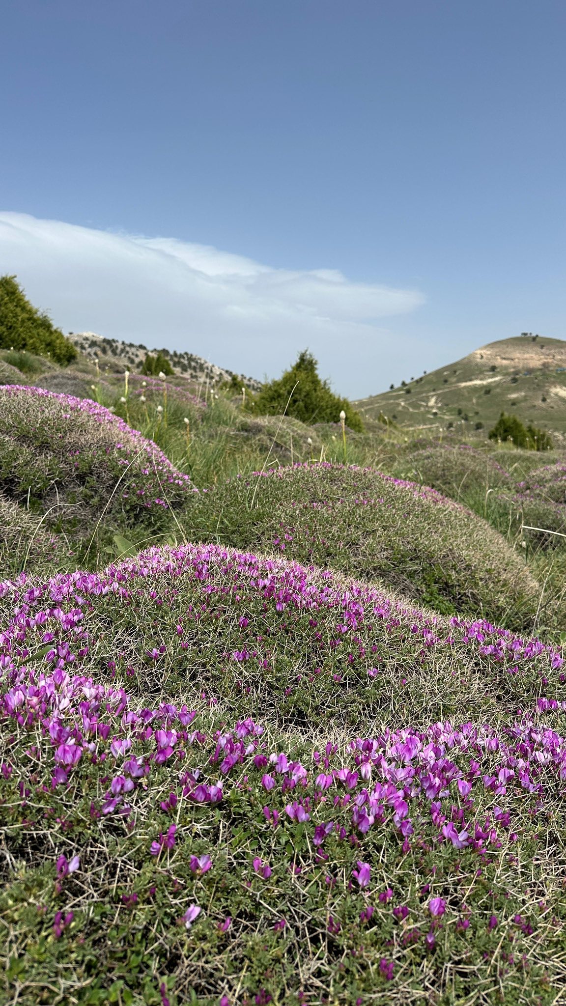sahipsiz-maras1.jpg