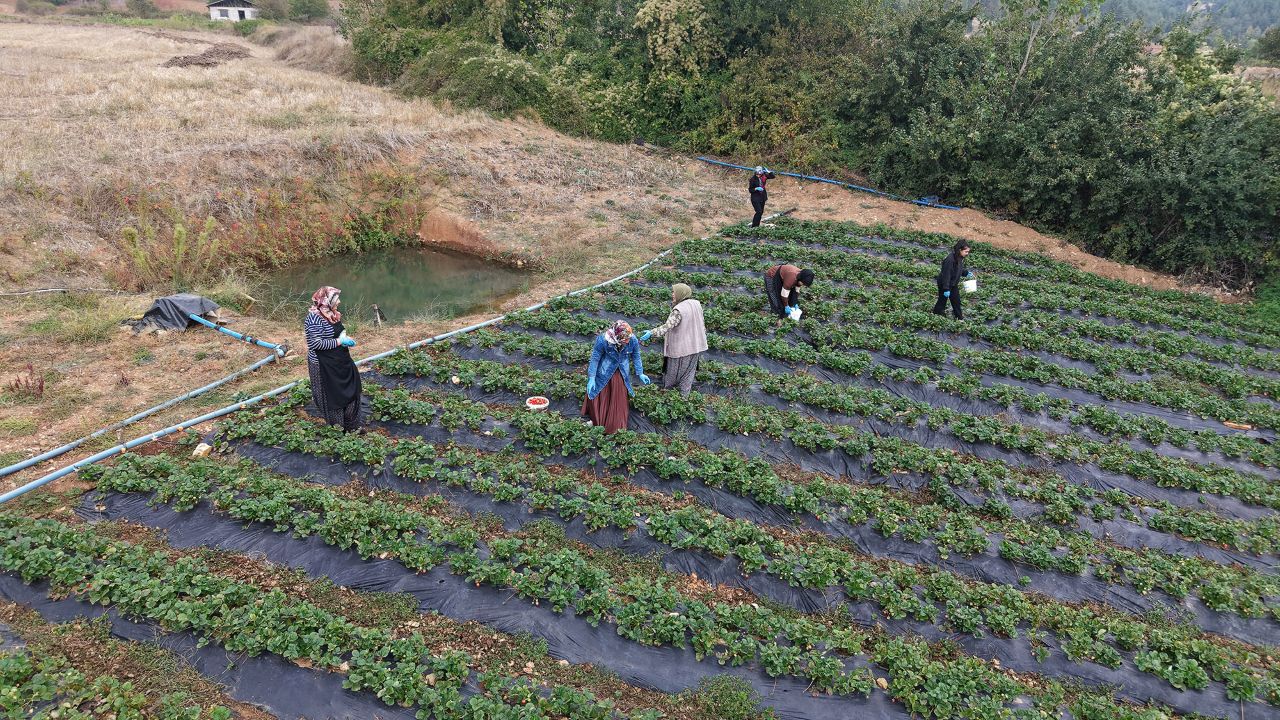 turkoglu-cilek-uretimi8.jpg